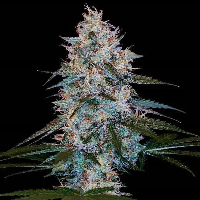 Chocolope Kush Feminised Seeds