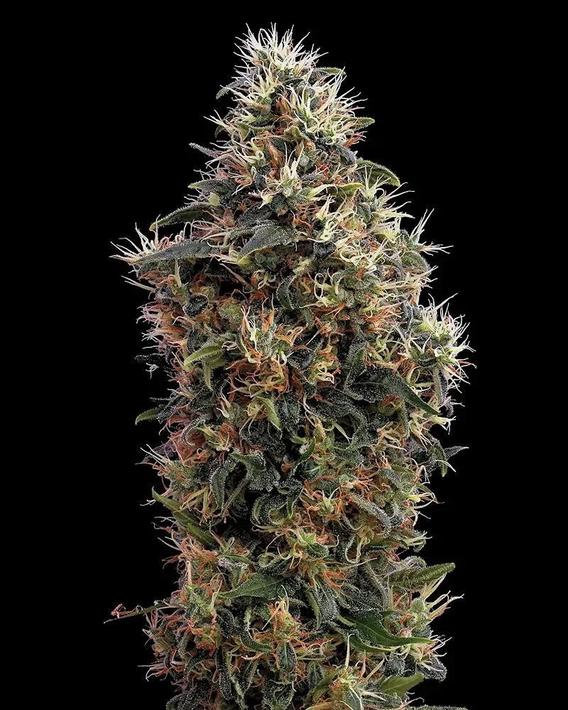 Sweet Mango AUTO Feminised Seeds