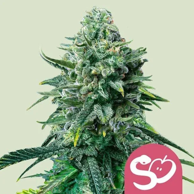 Forbidden Fruit Feminised Seeds