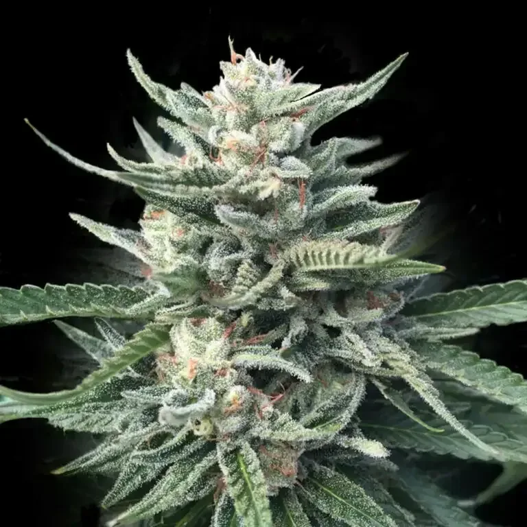 Chocolope 256 Feminised Seeds