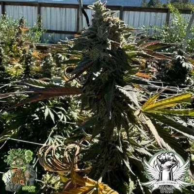 Tropical Twist Feminized Seeds