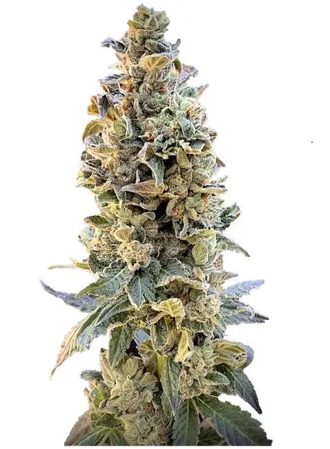 XTC OG Feminised Seeds