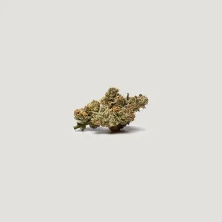 Bombay Feminized Seeds