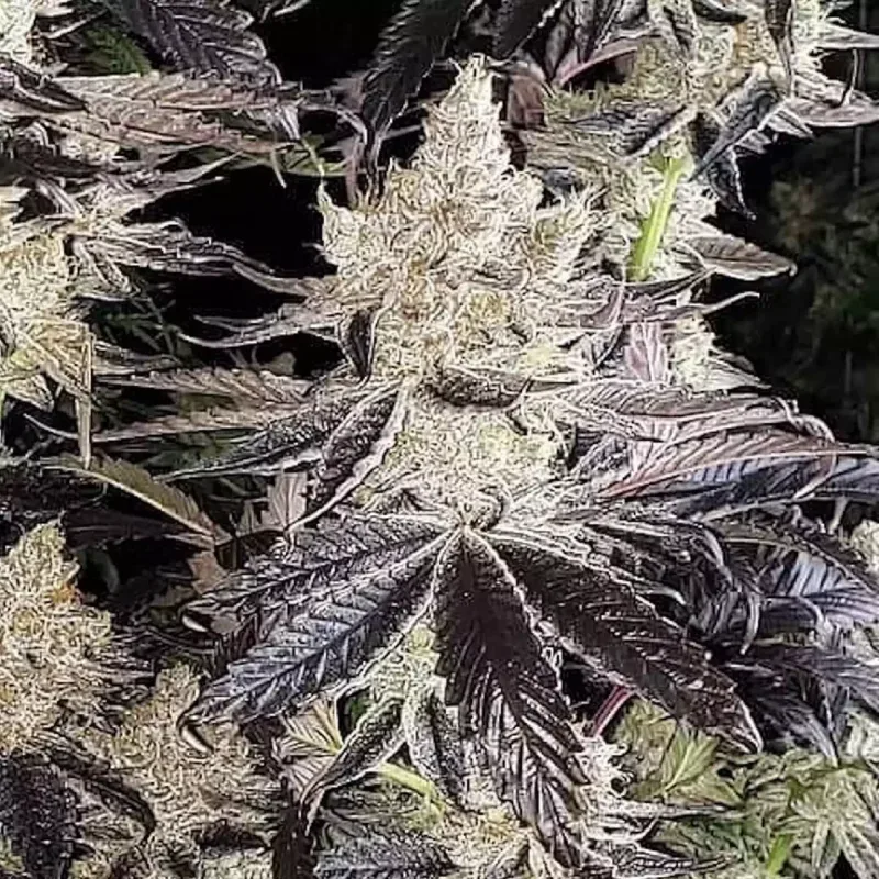 Ethos Cookies R2 Feminized Seeds