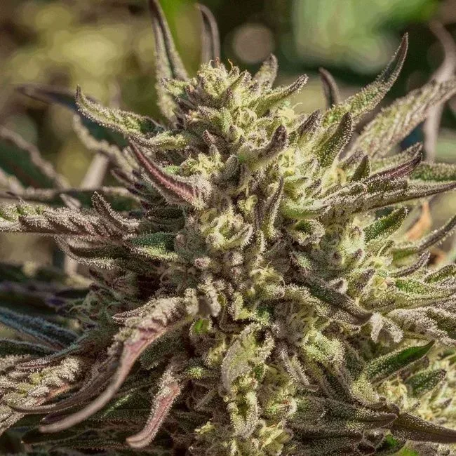 Space Panda Feminized Seeds