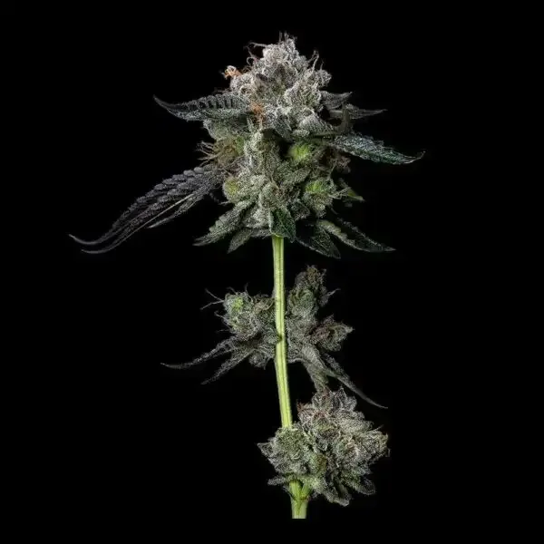 Four Prophets Regular Seeds