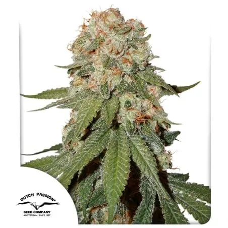 Orange Bud Feminised Seeds
