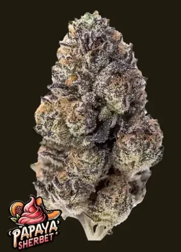 Papaya Sherbet Feminized Seeds