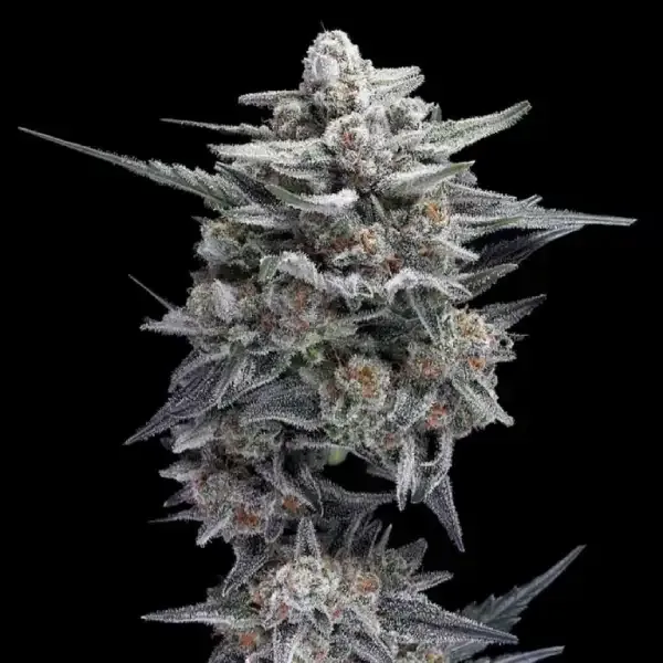 HG23 (Michael Jordan) Auto Feminised Seeds