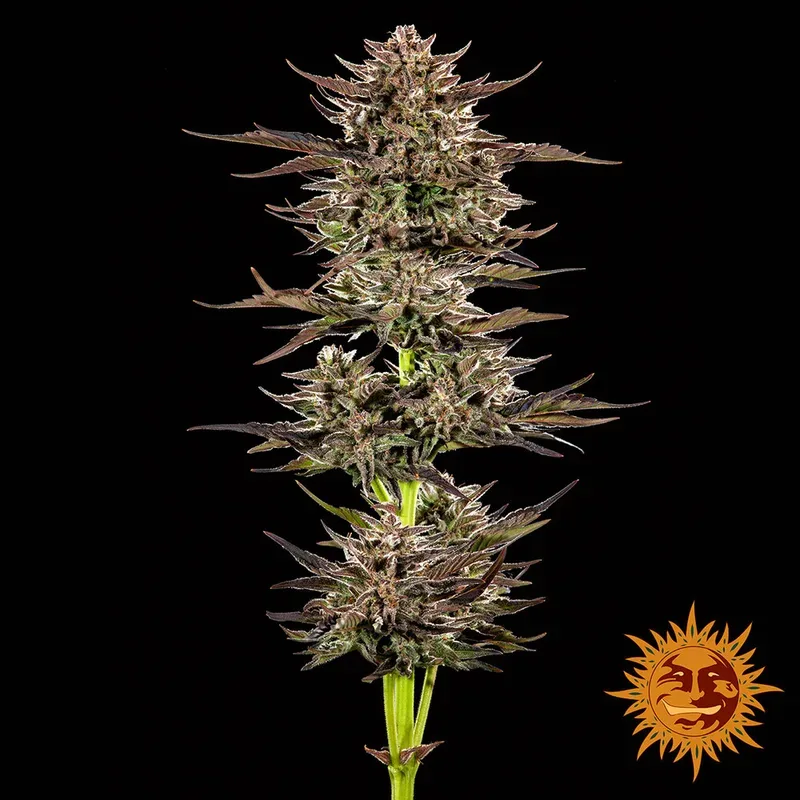 Frosted Zinn x 3 Bears OG Auto Feminized Seeds