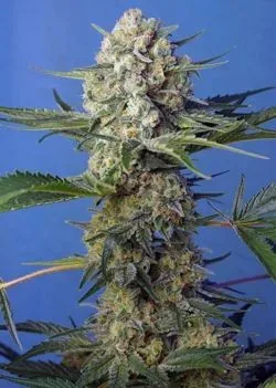 Crystal Candy F1 Fast Version Feminised Seeds