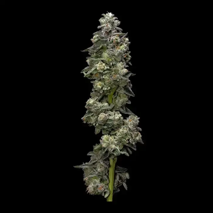 Bakers Delight Feminised Seeds (Sorbet Collection)