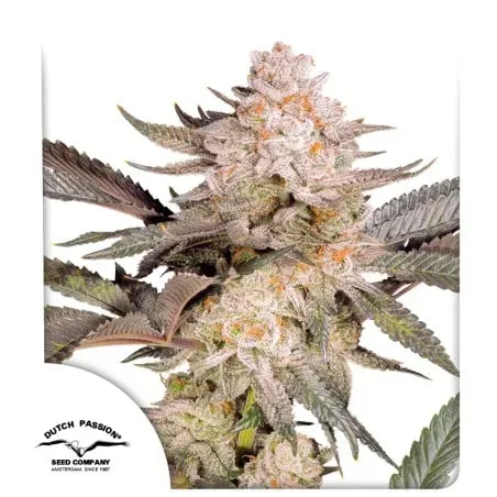 Orange Bud 2.0 Feminised Seeds