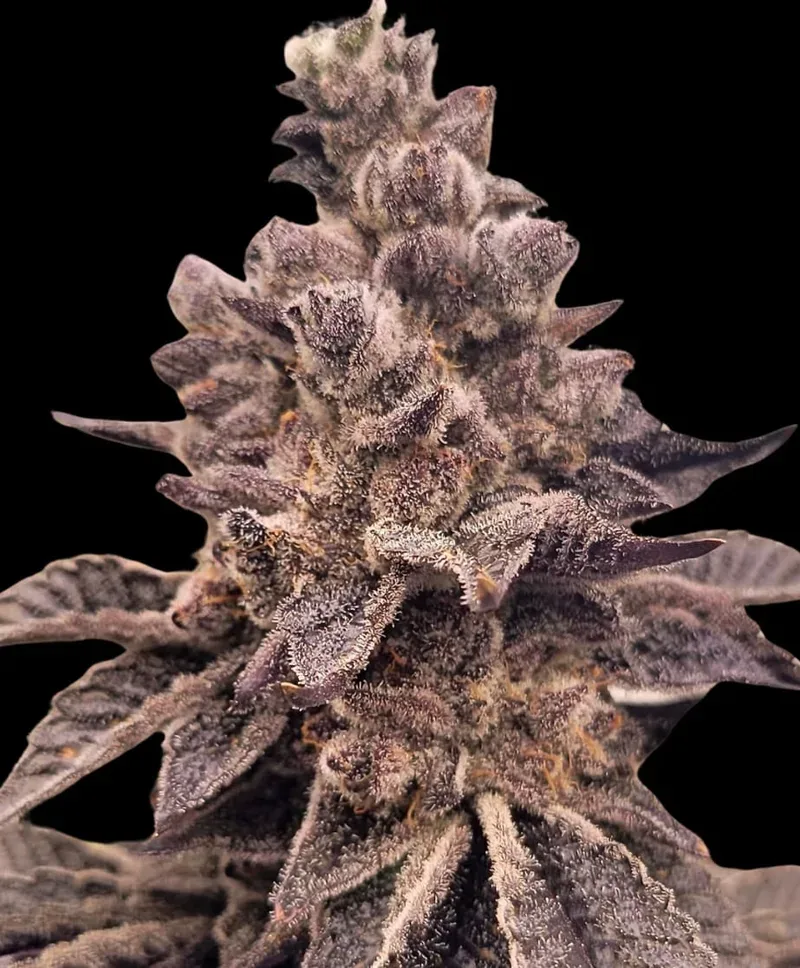 Gorilla Apple Candy Feminized Seeds