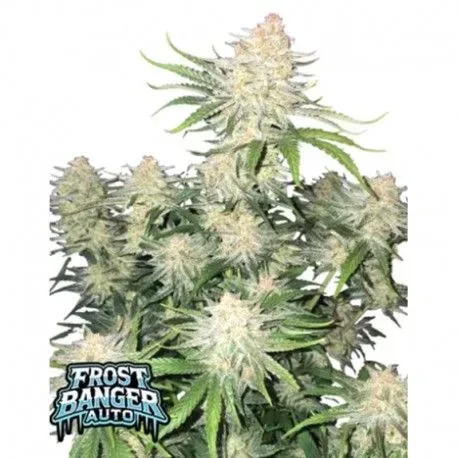 Frost Banger Auto Feminized Seeds