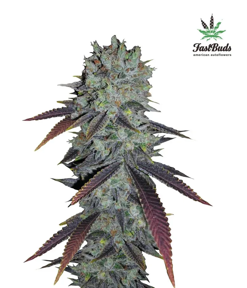 Fastberry Auto Feminised Seeds