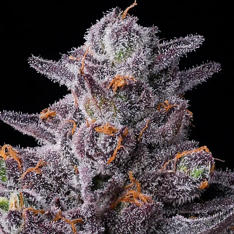 Zillions Feminized Seeds