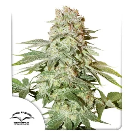 Power Plant Auto Feminised Seeds