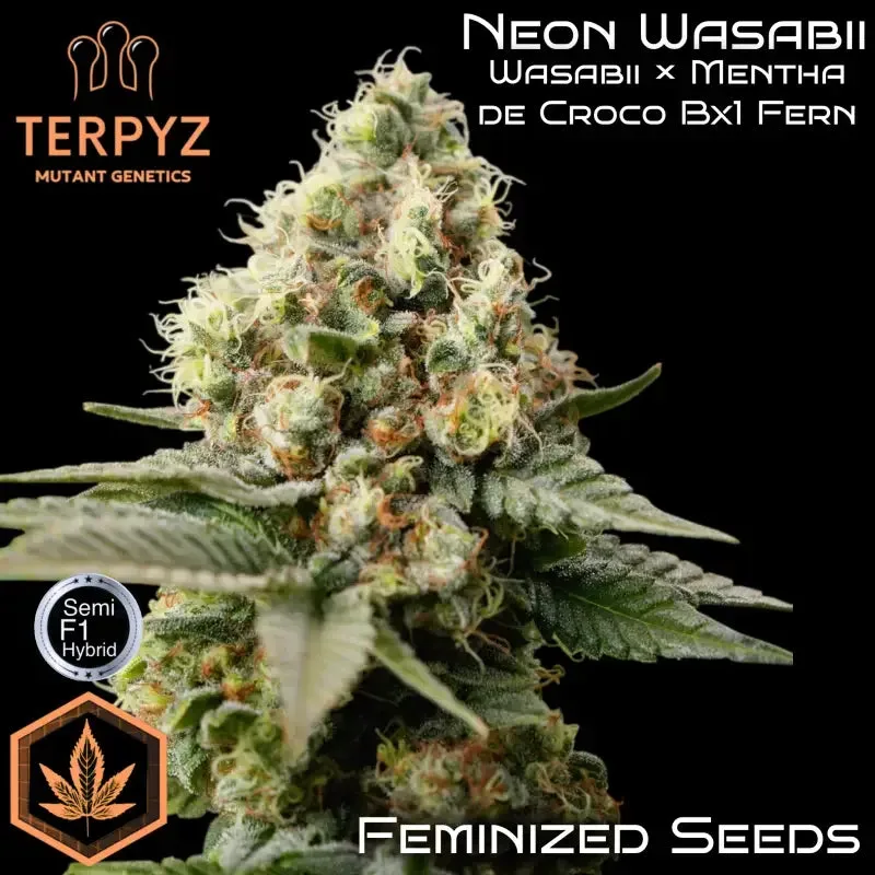 Neon Wasabi Feminized Seeds