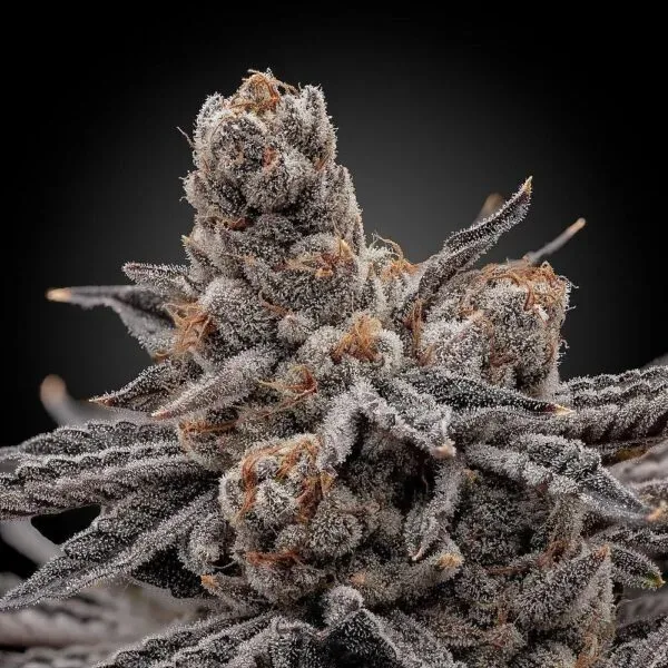 Frosty Melons Feminised Seeds