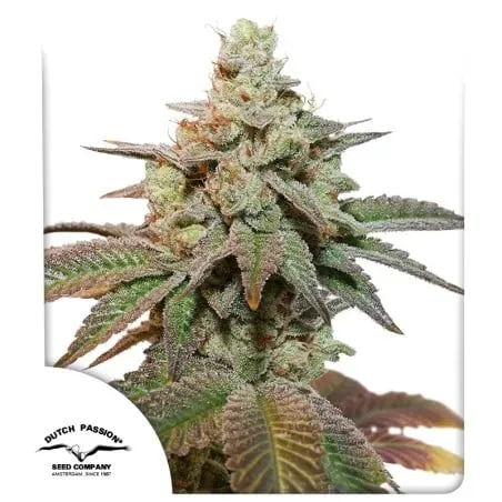 Kerosene Krash Auto Feminised Seeds