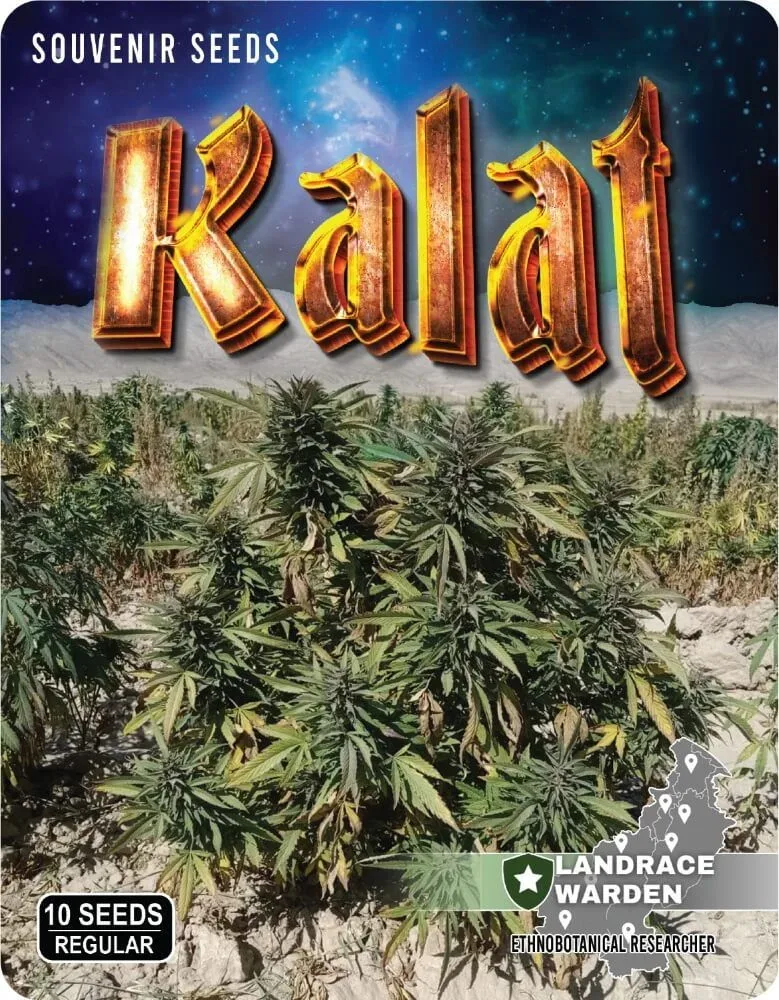 Kalat Regular Seeds