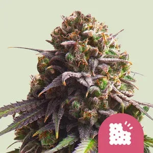 Biscotti Feminised Seeds