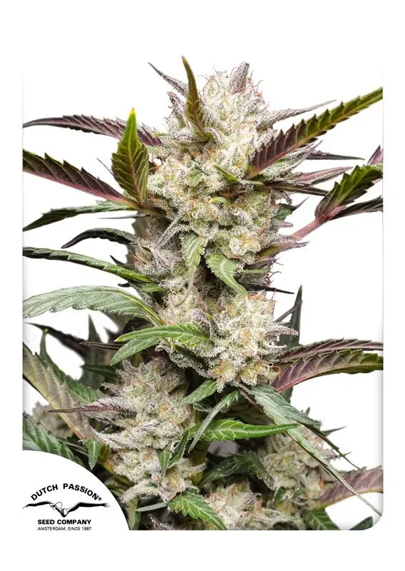Mimosa Punch Auto Feminised Seeds
