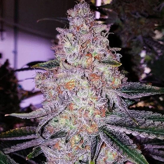 Planet of the Grapes RBX Feminized Seeds