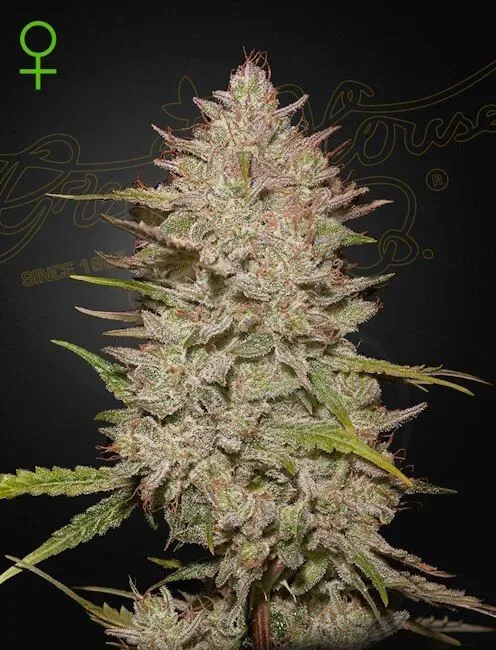 Chemical Candy Auto Feminised Seeds