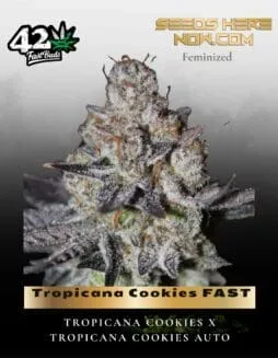 Tropicana Cookies FAST Feminised Seeds