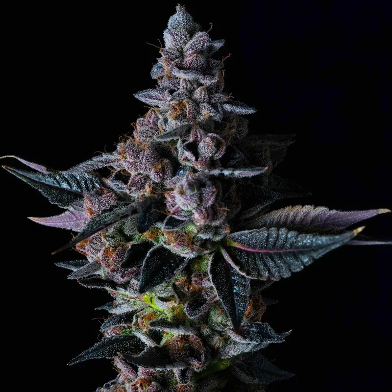 Permanent Pounder Feminised Seeds
