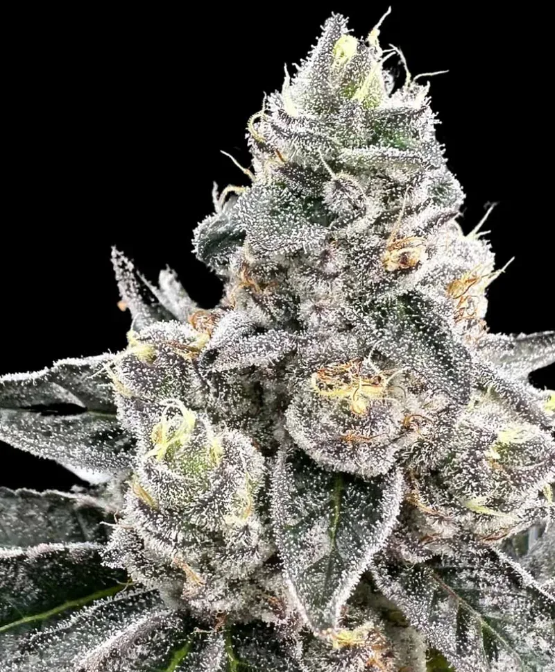Platinum Runtz Feminized Seeds