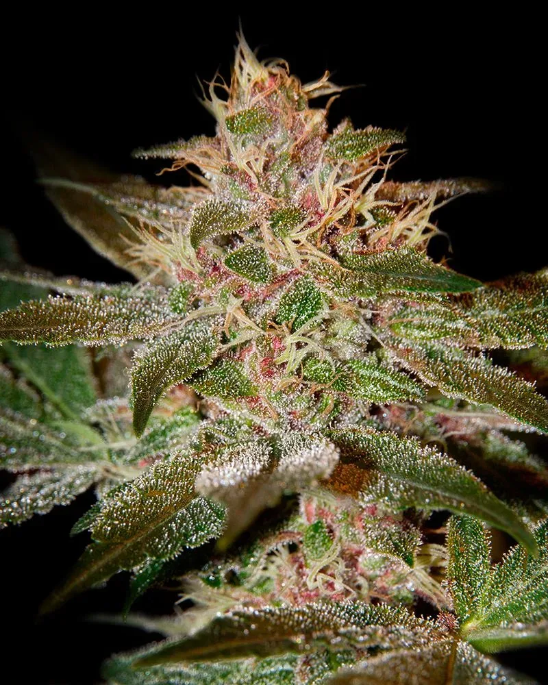 Pure Kush Feminised Seeds