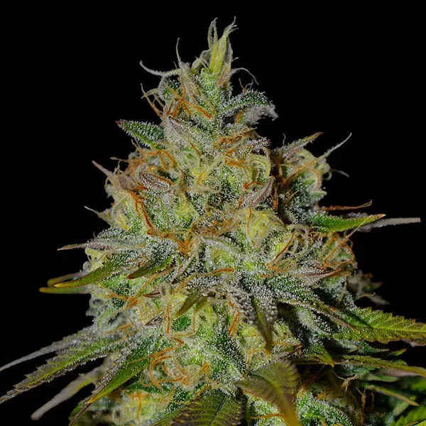Picante Feminised Seeds
