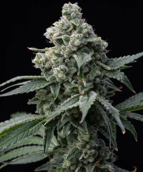 Bruce Banner Feminized Seeds