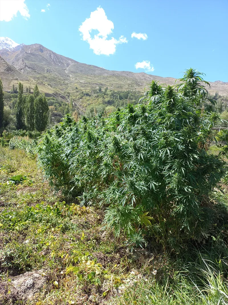 Gilgit Green Regular Seeds