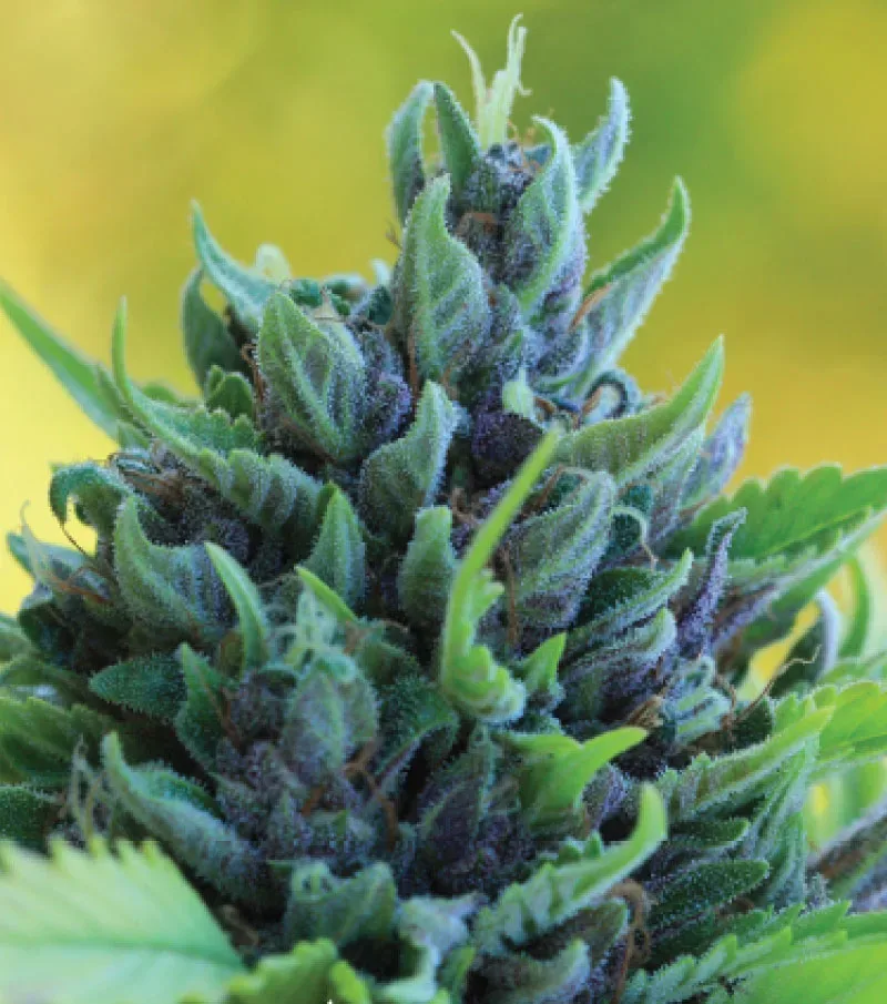 Humboldt Dream Feminised Seeds