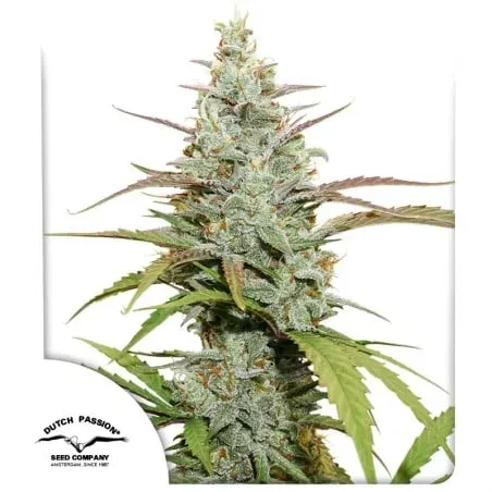 Mokum's Tulip Feminised Seeds