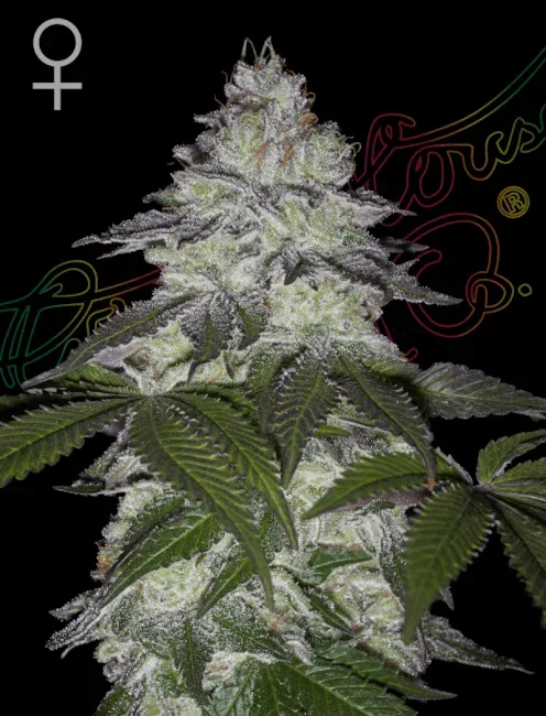Milky Dreams Feminised Seeds