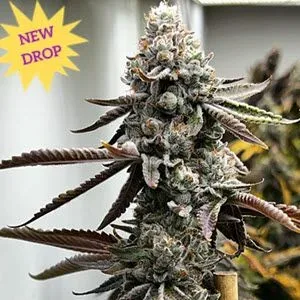 Pineapple Punk Feminised Seeds