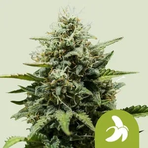 Fat Banana Auto Feminised Seeds