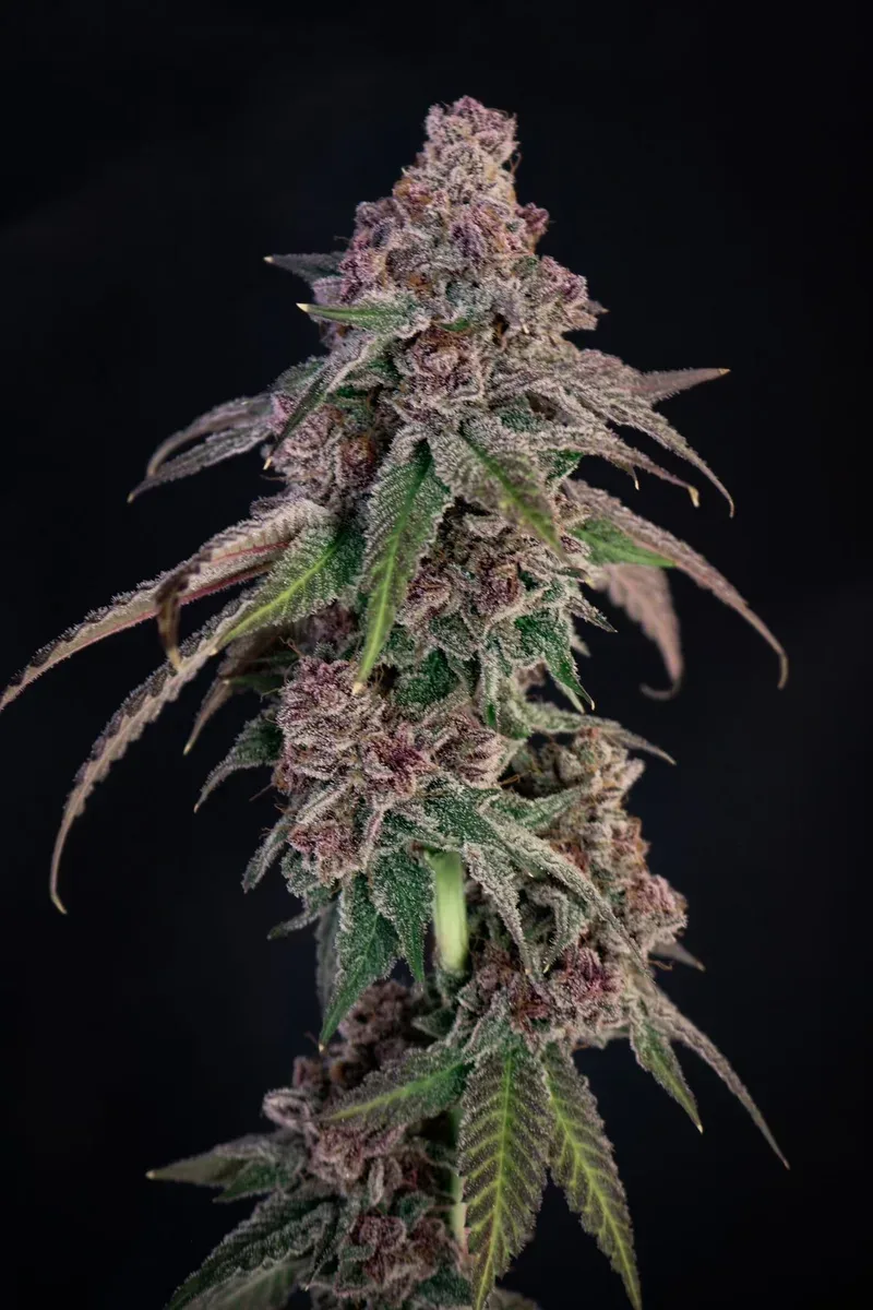 Louisiana Pine Feminized Seeds