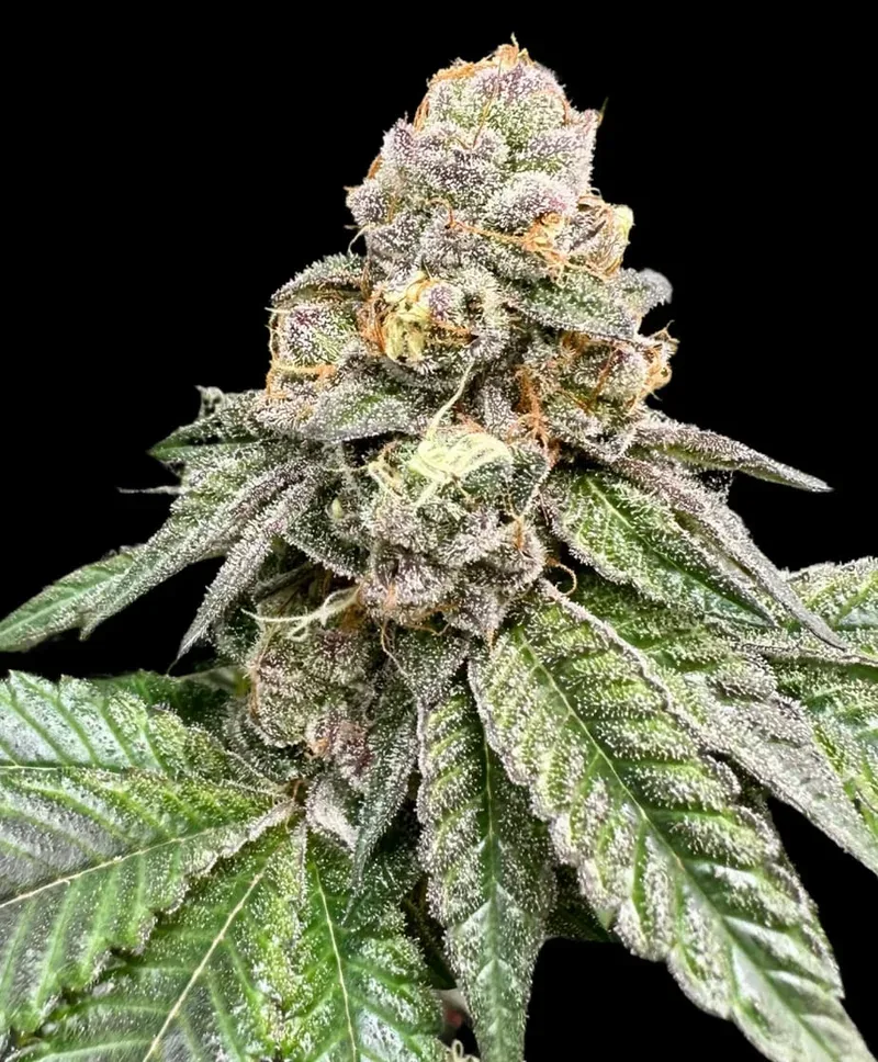 Gorilla Burger Feminized Seeds