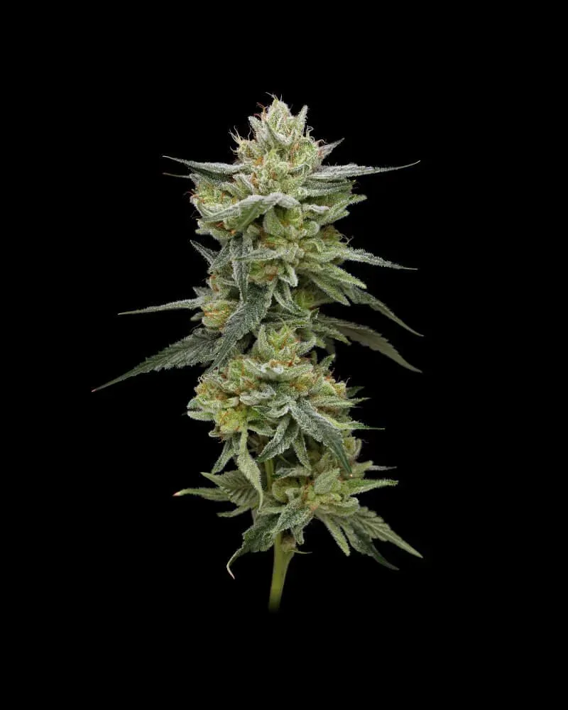 Hella Jelly (formerly Jelly Rancher) Feminised Seeds