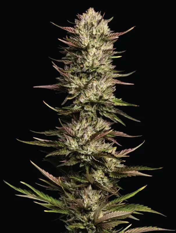 California Octane Triploid Feminized Seeds