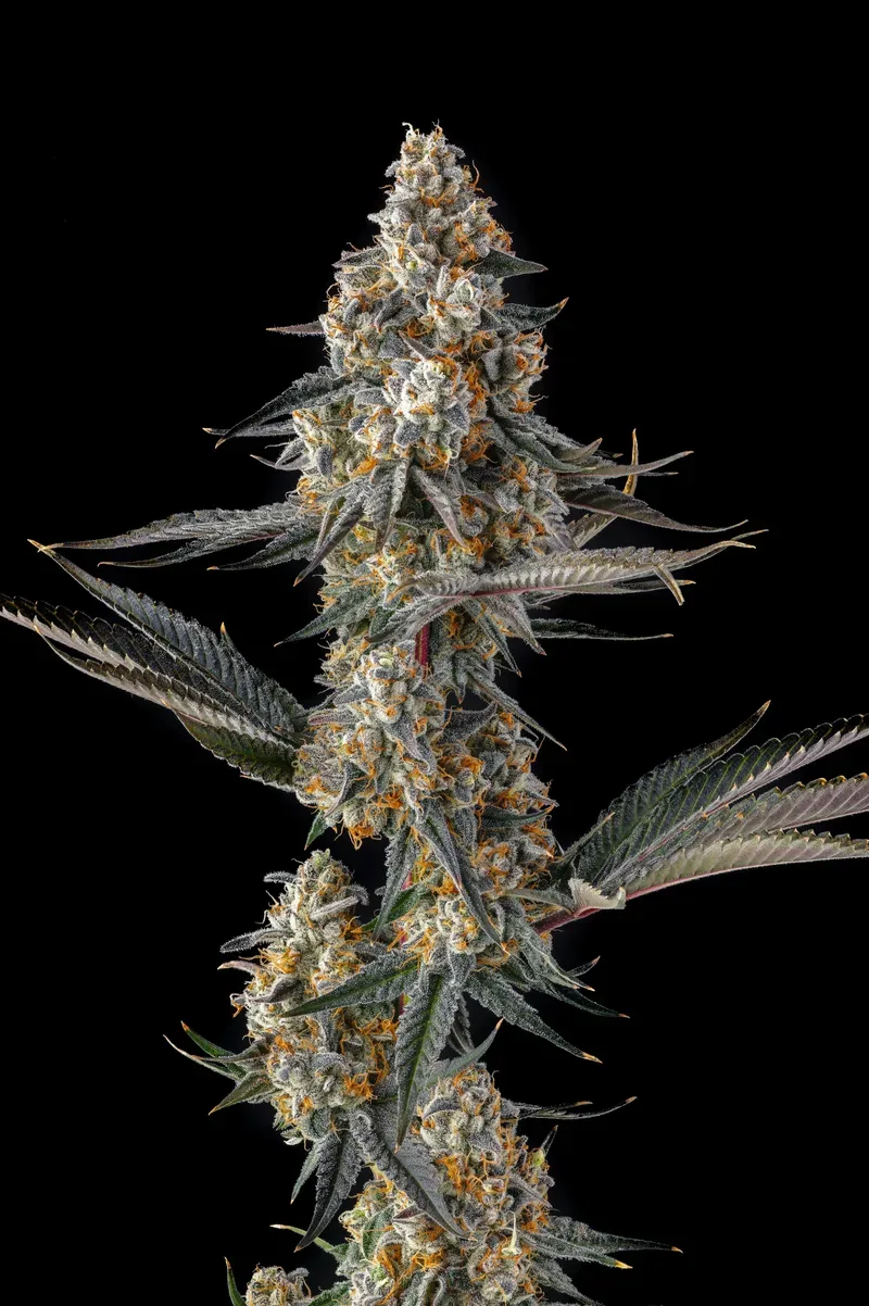 La Llorona Feminized Seeds