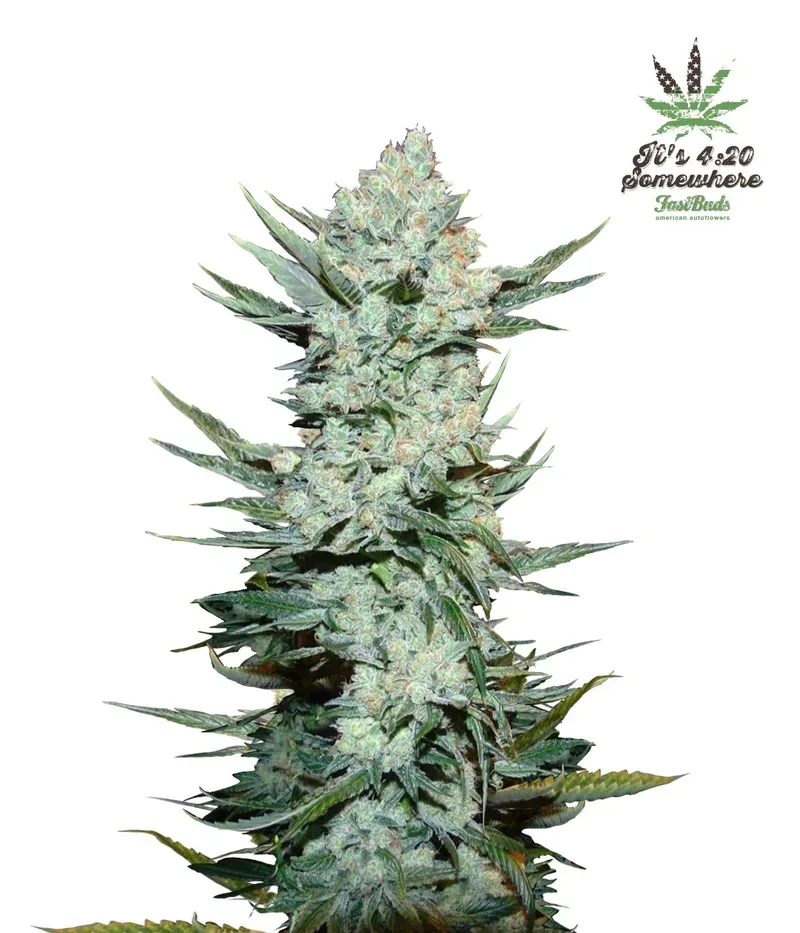 Tangie Auto Feminized Seeds