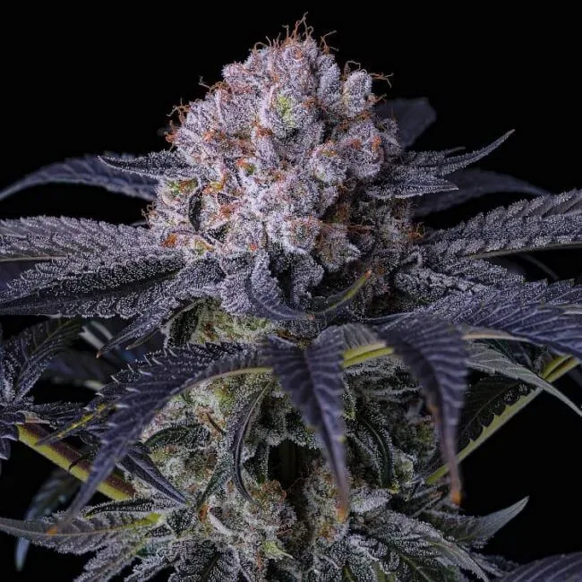 Grape Balls of Fire RBx Feminized Seeds