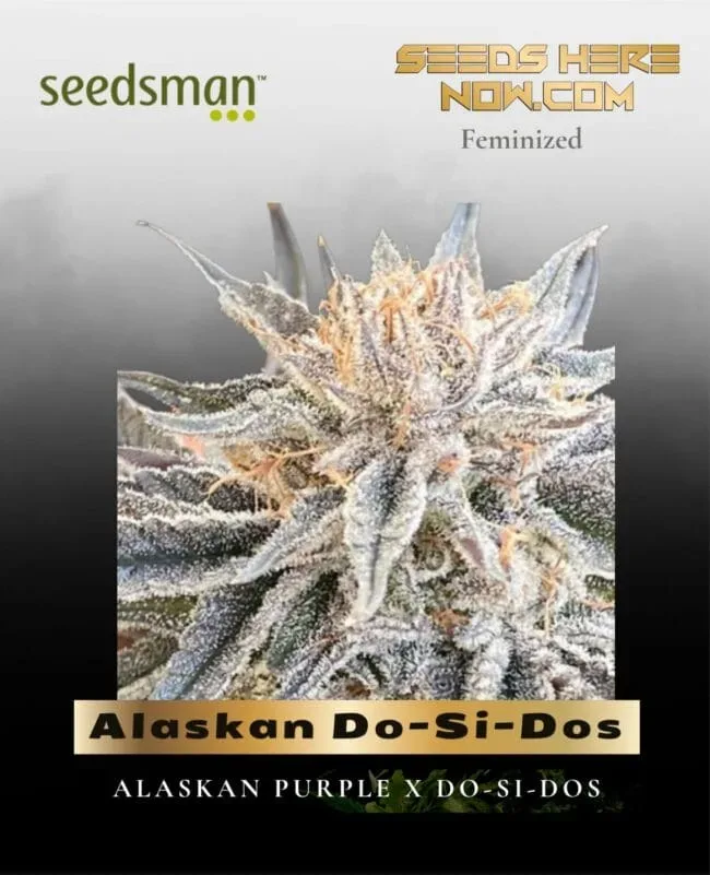 Alaskan Do-Si-Dos Feminised Seeds